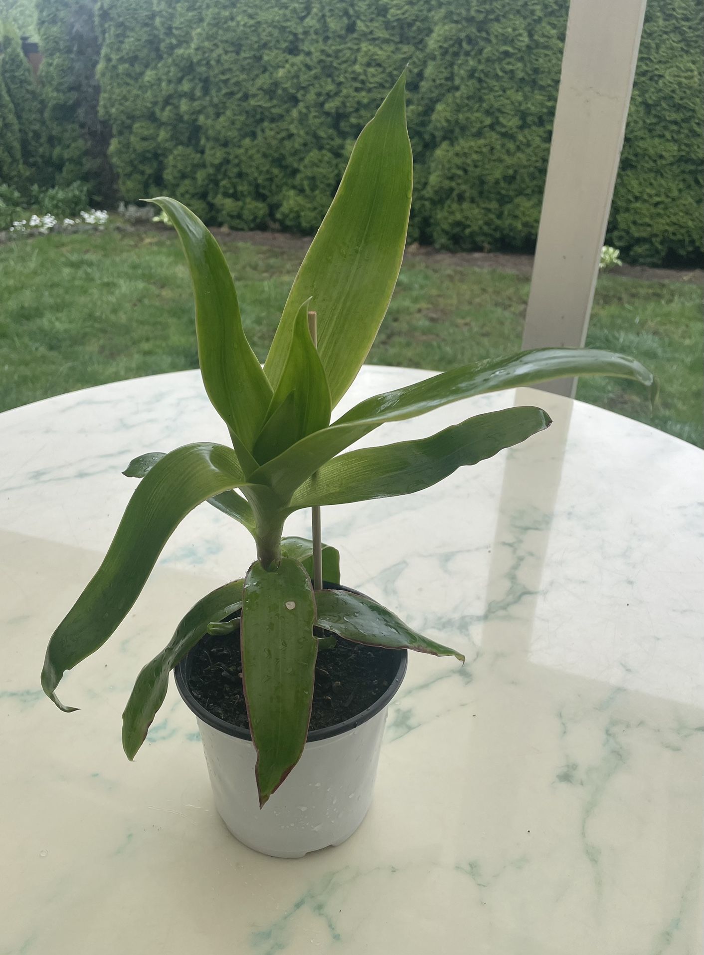 Callisia Fragrans / Basket Plant - Medicinal Plant (Indoor / Outdoor Live Plant)