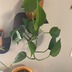 Pothos Plants With Pot
