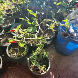 Chilli Tree ,Fruiting Now