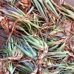 ALOE VERA LEAFS $25 For 25 LEAFS