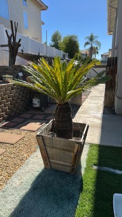 Sago Palm