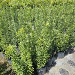 podocarpus  over 3 feet tall Instant  privacy  Hedge  for fence  only $8.50