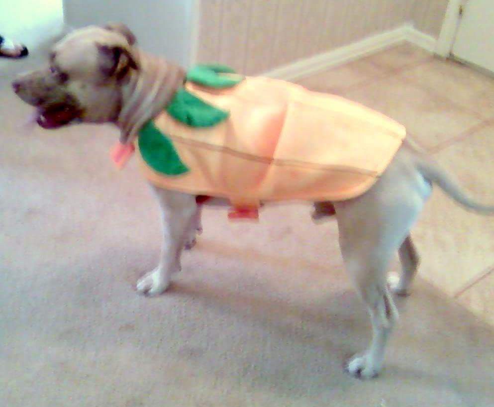 XL Halloween dog costume