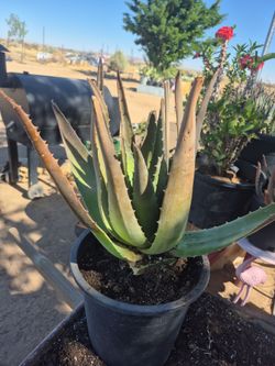 Planta De Savila organicas