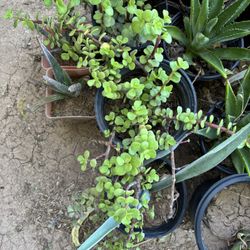 Elephant Food Plant $30 Each 