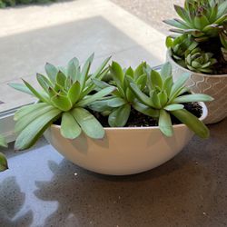 Succulent Plant Perfect For Indoor/outdoor Planting 