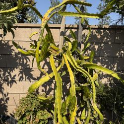 Planta Dragon Fruit
