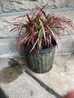 Plantas
