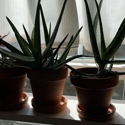 Beautiful Aloe Plants!