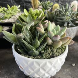 Dish Garden Cacti & Succulents In 6” Clay Pot. SPECIAL PRICE 🤩