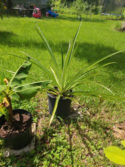 Golden Pineapple Plant