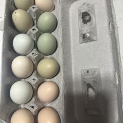 Fresh Eggs 