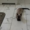 sammy