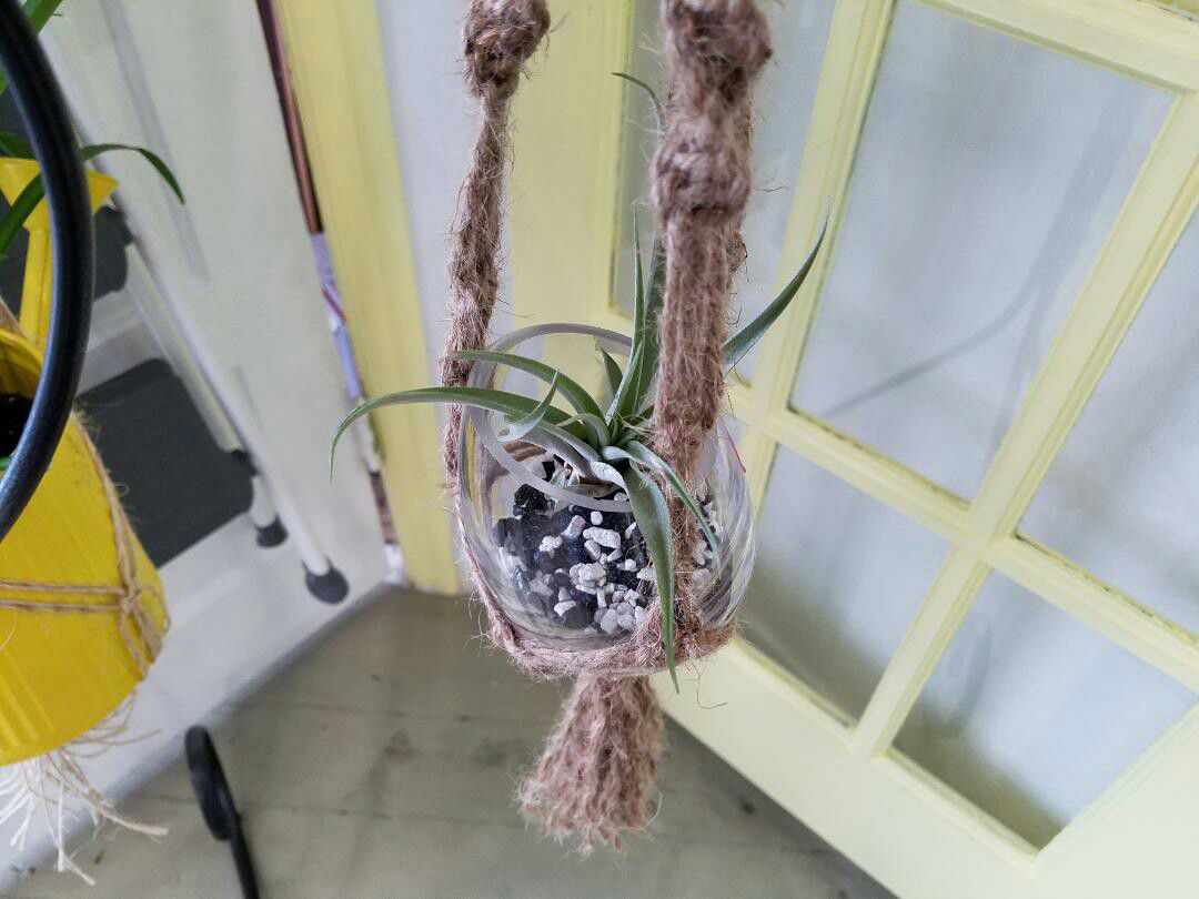 Live plant in excellent condition