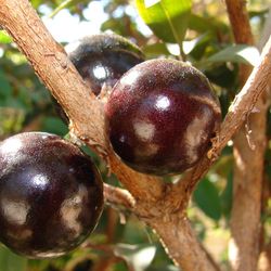 Black Jaboticaba (Jabuticaba) Live Plant Tree, Brazilian Grape Tree, Grown From Seeds, 3yo