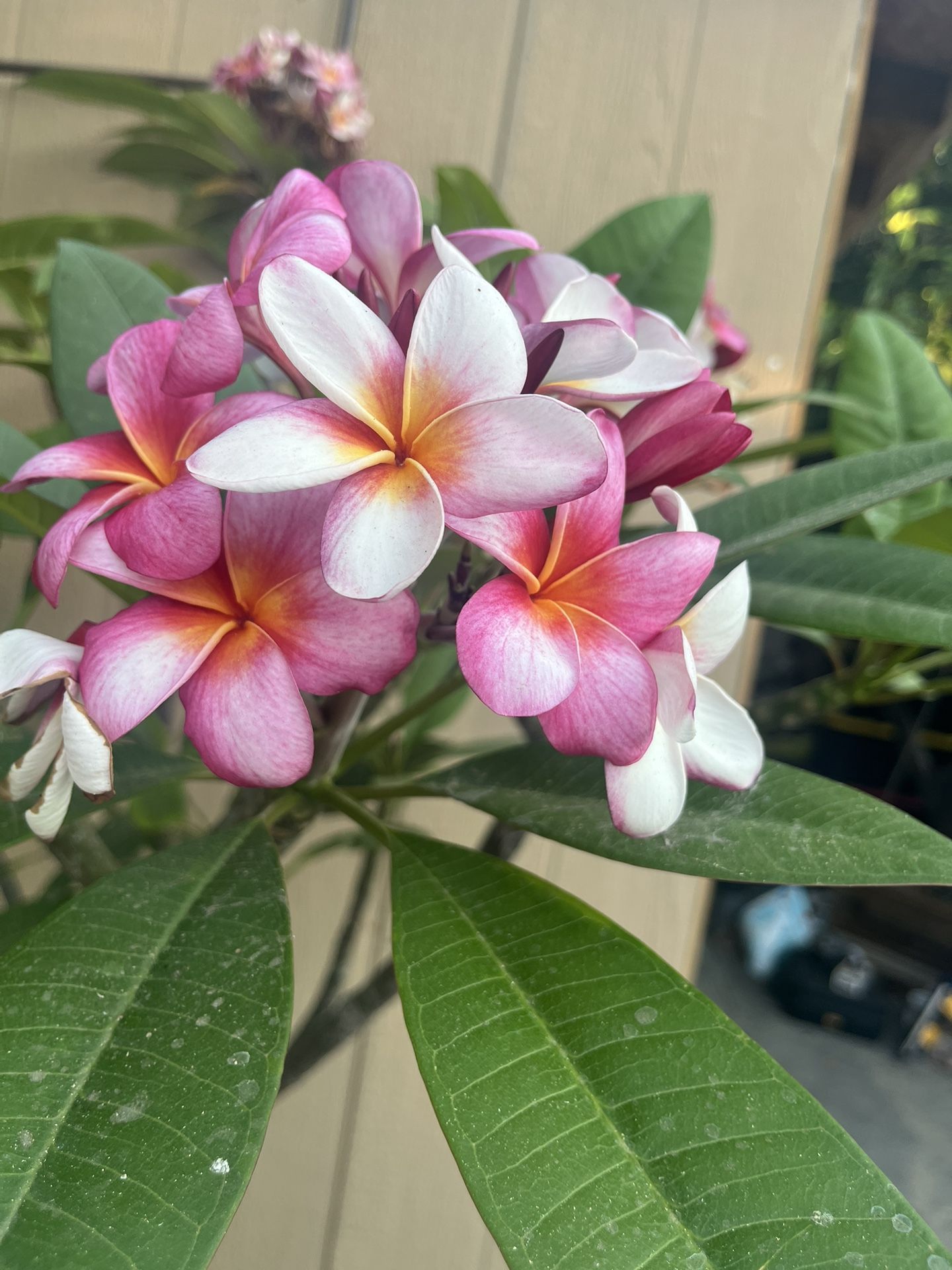 Plumerias 