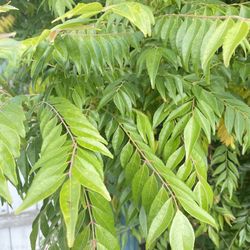 Favorable Organic Curry Leaves & Plants