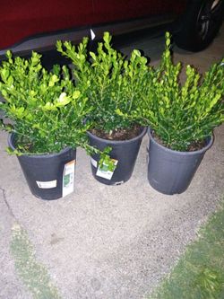 3 Boxwood 'Winter Gem' Shrubs
