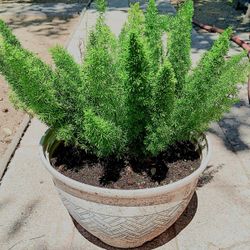 Outdoor Potted Plant