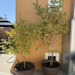 GUAVA TREES 