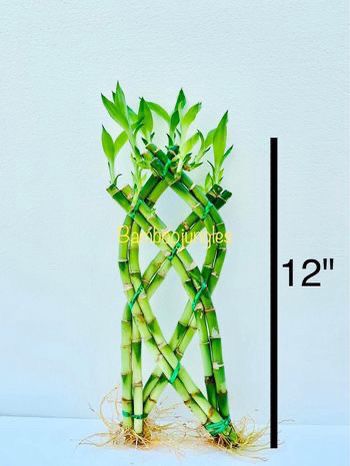 Trellis Lucky Bamboo Indoor Live Plant $5/each