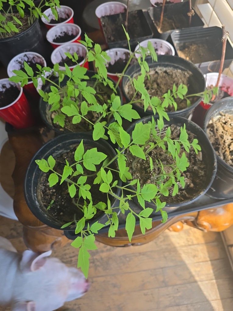Various Non Gmo Organic Tomato Seedlings 2$