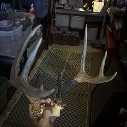 Vintage hanging piece 8 point white tail deer antlers shedded naturally found