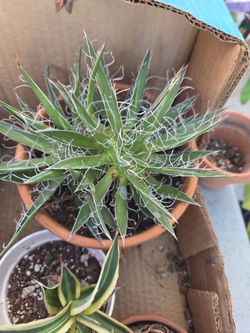 Aloe assorted collection