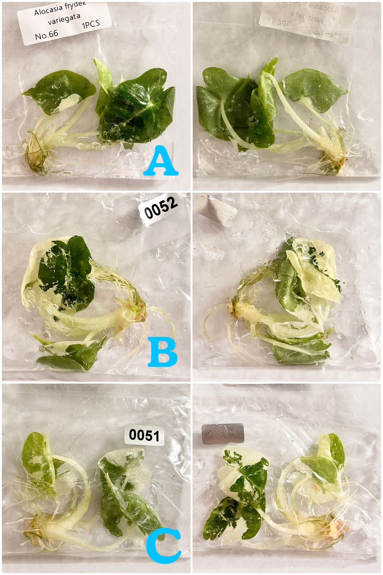 🌿✨ Variegated Frydek Tissue Cultures ✨🌿