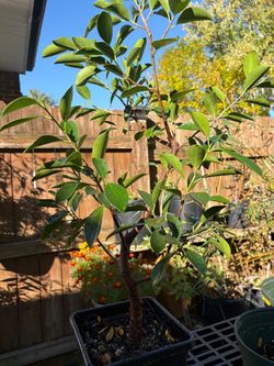 Pre-bonsai  ficus trees