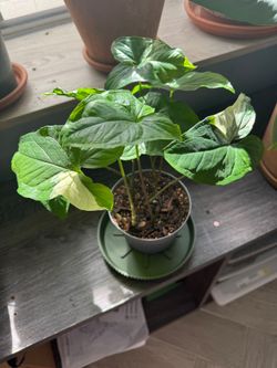 variegated syngonium