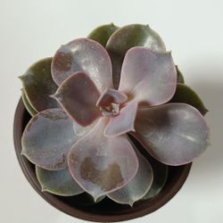 Succulent  for Sale! 🌵