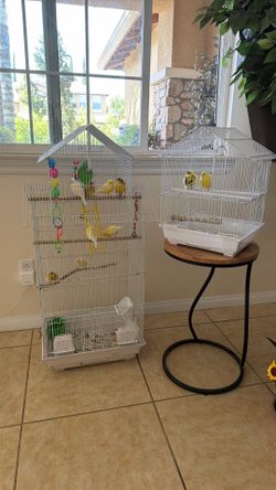 Canary birds cages