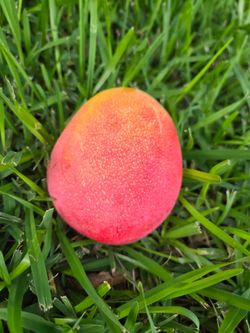 Fresh homegrown Mangoes for sale