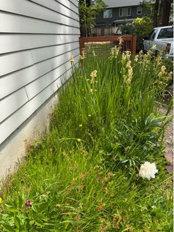 White Iris Plants