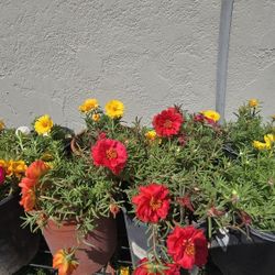 Flower Plants Amor de un Rato 