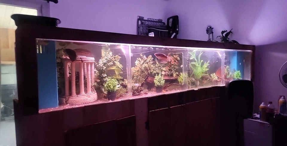 8ft 200 Gallon Aquarium 