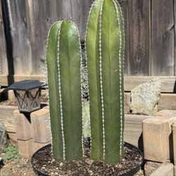 Cactus Plant (Mexican Fence Post)