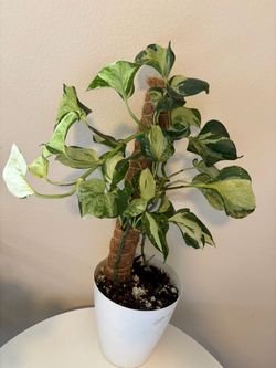 Epipremnum Munjula Pothos