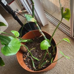 LARGE MONSTERA