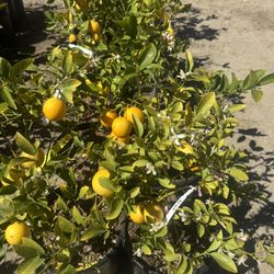 5G Fruiting Meyer Lemons $59