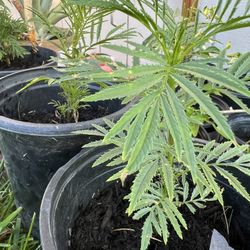 Huacatay Plant (black Mint)