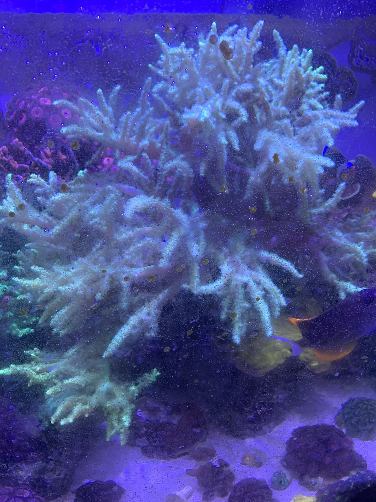 Giant Nepthea Coral