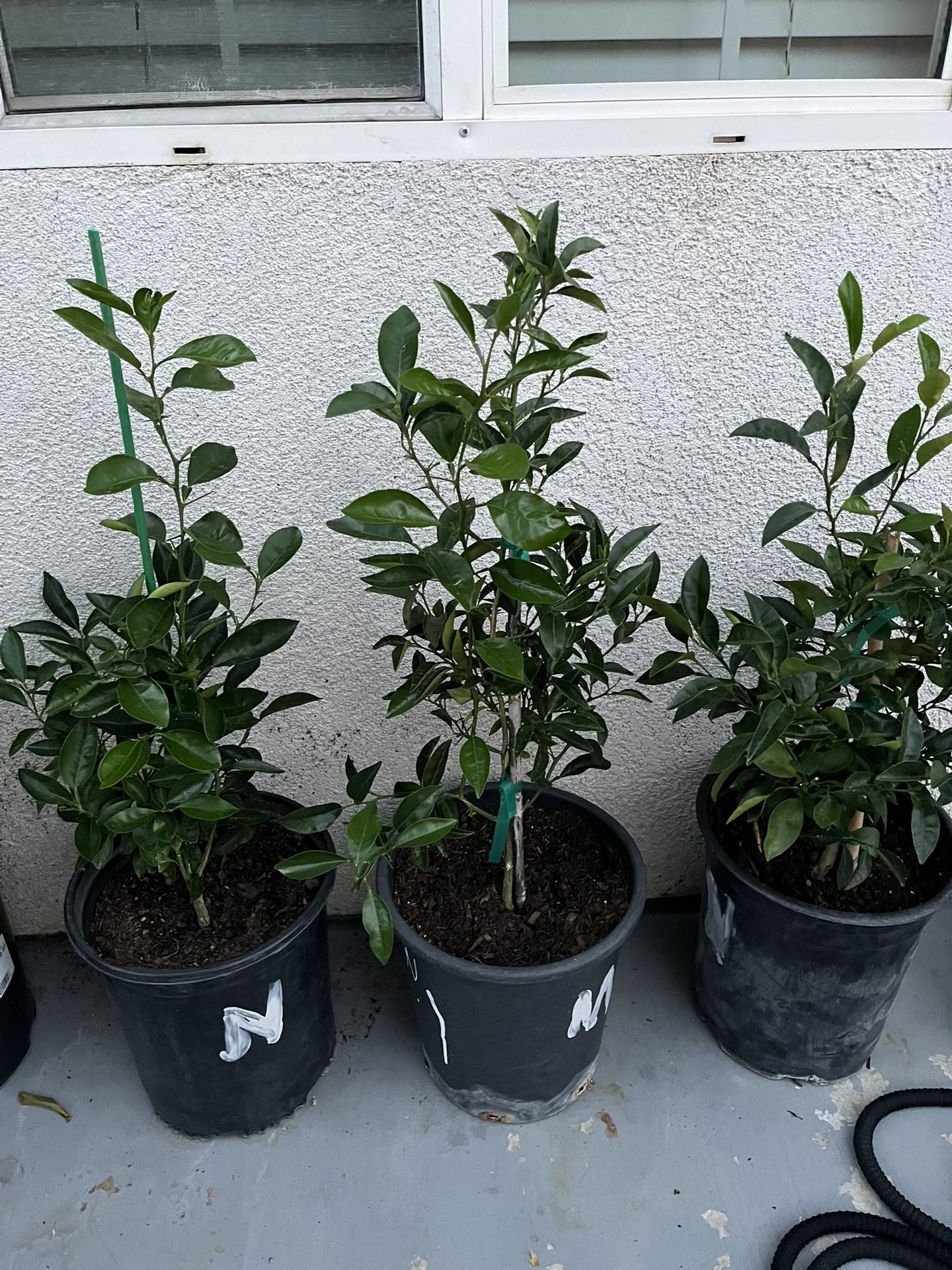 Plantas De Naranjo Disponibles