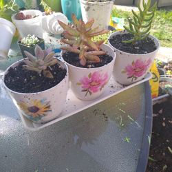 Succulent Plants