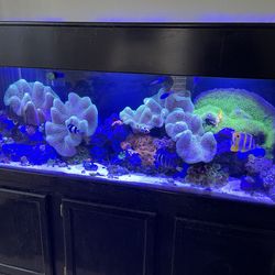 125 gal reef tank.