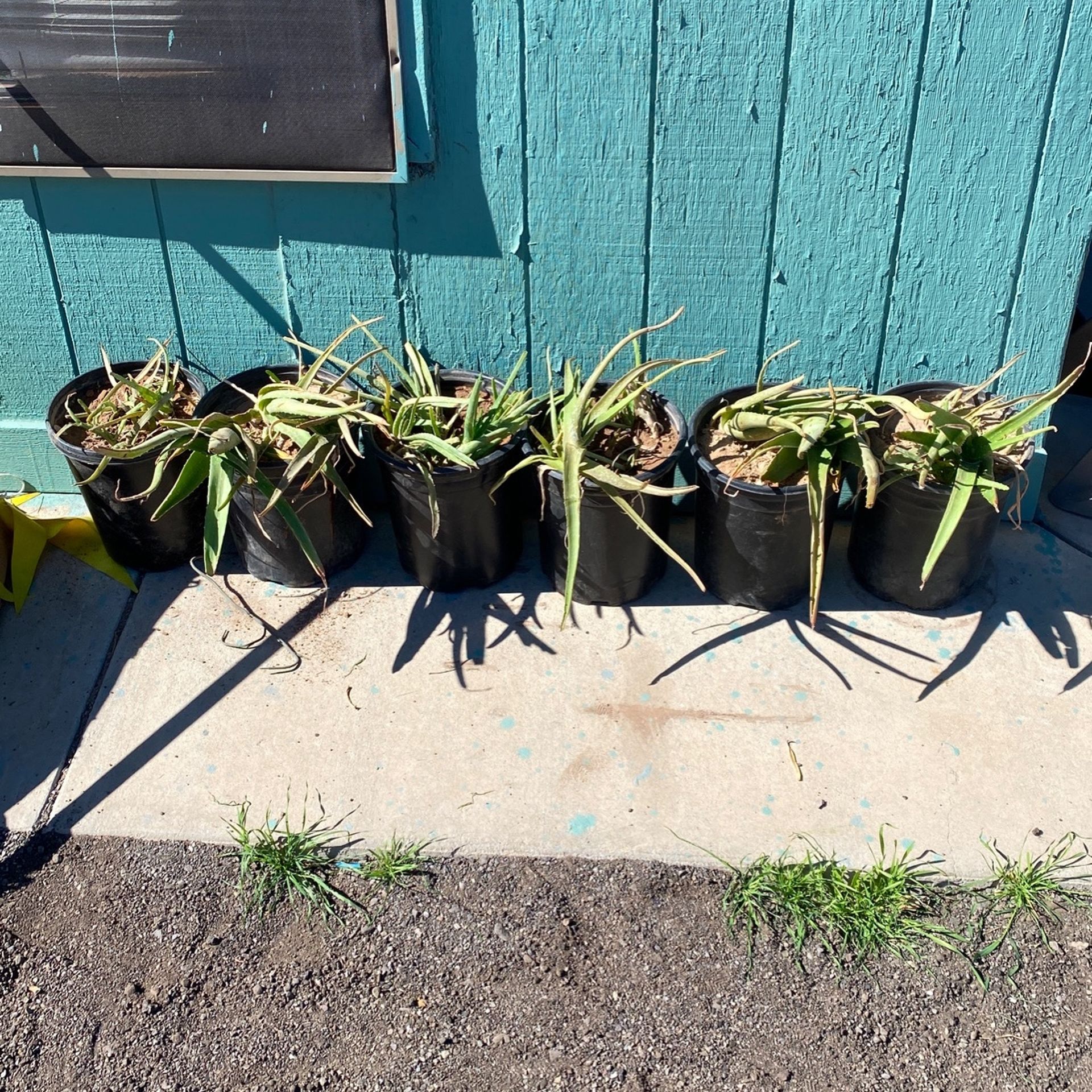 Aloe Vera Plants $5 Each