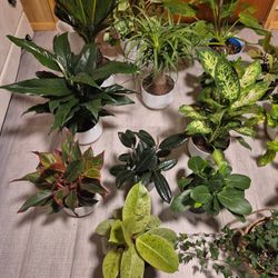 Indoor And Outdoor Plant's 