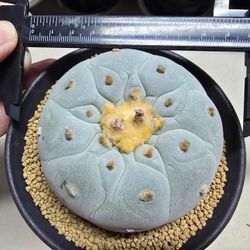 Super White Original Seed Grown Rare Cactus Plant 