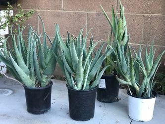 $5 Aloe vera plant